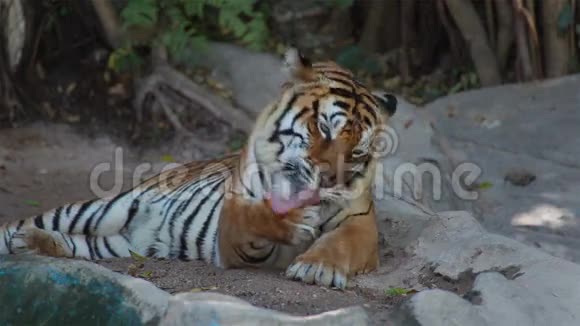 老虎清洁自己梳毛视频的预览图
