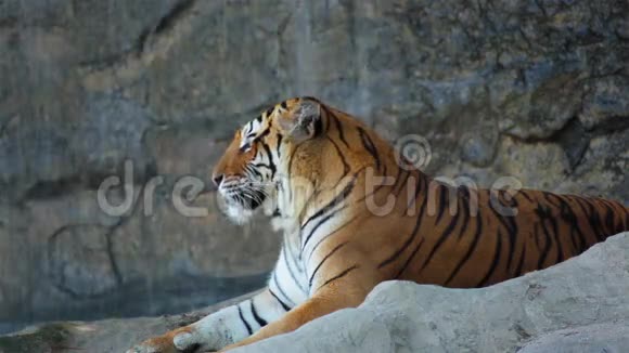 老虎躺在瀑布前环顾四周视频的预览图