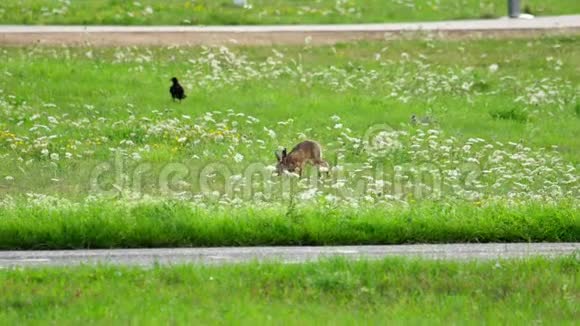 靠近杜塞尔多夫机场跑道的兔子视频的预览图