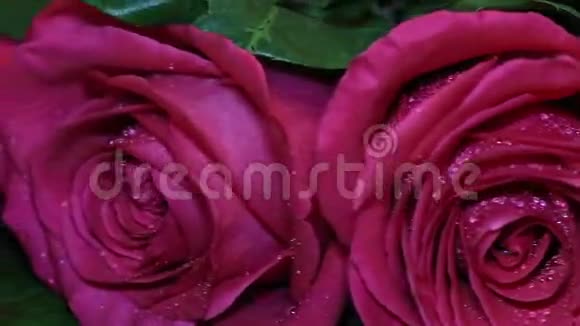 带粉色玫瑰的浪漫礼品金戒指视频的预览图
