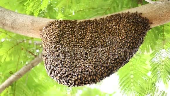 绿树上有蜜蜂的蜂巢视频的预览图