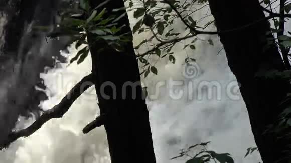 树树干树皮自然瀑布级联视频的预览图