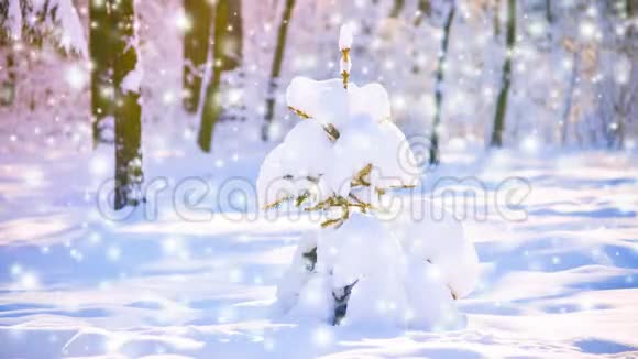 阳光明媚的一天一棵小可爱的圣诞树在森林里被雪覆盖视频的预览图
