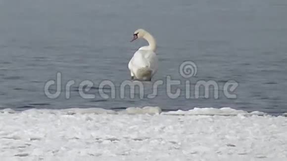 野生白天鹅在海上游泳视频的预览图