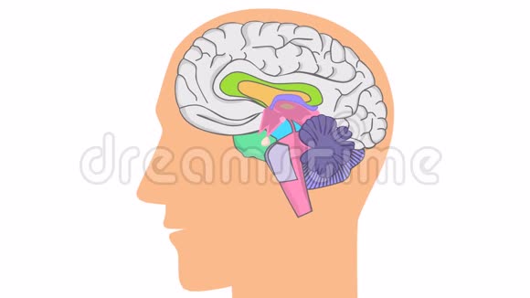 一个大脑在白色背景上被切割的人的头动画视频的预览图