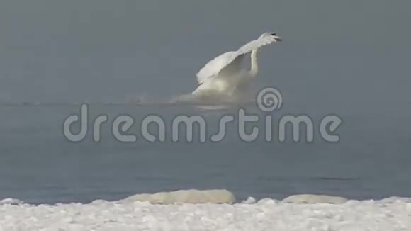 野生白天鹅在海上游泳视频的预览图