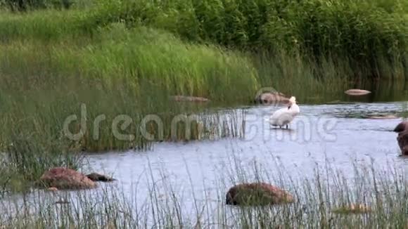 一只白天鹅站在水中的岩石上芬兰湾视频的预览图