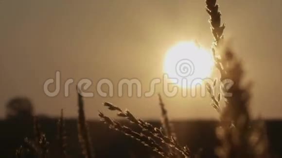 日出在美丽的早晨草地上美丽的日落覆盖着大片的玉米地视频的预览图