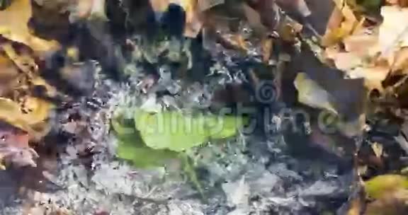 在4096像素的一大堆叶子的灰烬中一片燃烧和重新燃烧的大绿叶的定时循环视频24fps视频的预览图