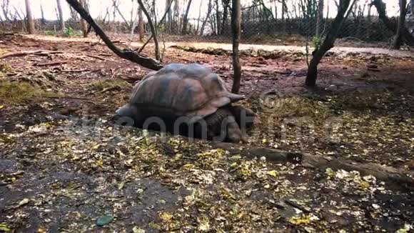 坦桑尼亚桑给巴尔岛保护区的巨型乌龟视频的预览图
