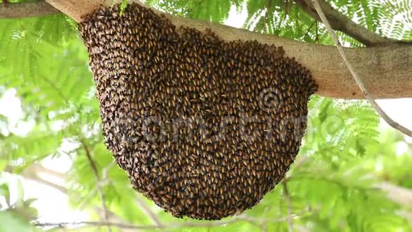 绿树上有蜜蜂的蜂巢视频的预览图