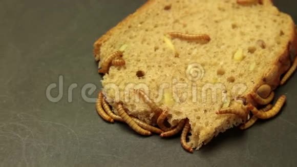 虫子吃面包的背景视频的预览图