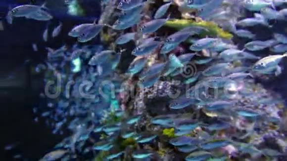 一大群沙丁鱼靠近深蓝色的大海视频的预览图