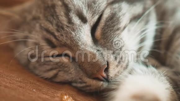 睡眠条纹猫猫完美的梦想猫睡在毯子里选择性的生活方式集中猫睡觉视频的预览图
