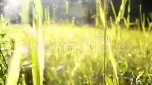 日出时分漫步在一片充满露水的草地上视频的预览图