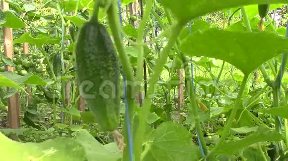 在小农场收获腌制黄瓜视频的预览图