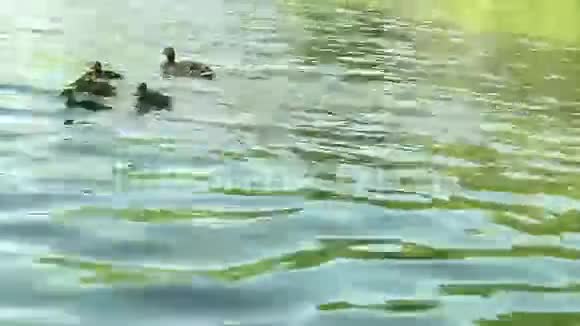 五颜六色的小鸭子在湖里游泳和寻找食物马拉德视频的预览图