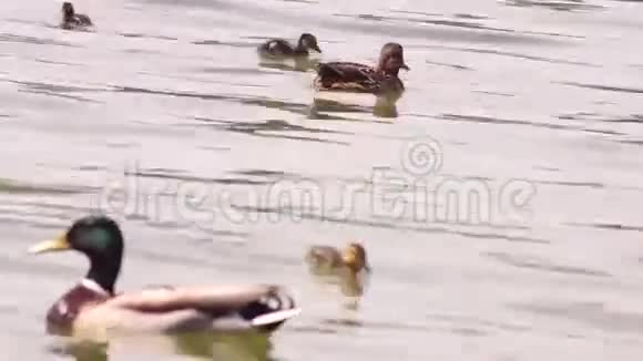 五颜六色的小鸭子在湖里游泳和寻找食物马拉德视频的预览图