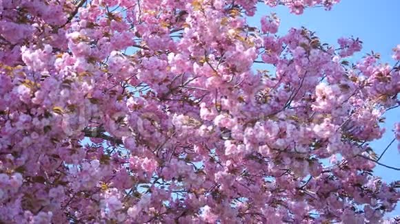 用粉红色的樱花花组成视频的预览图