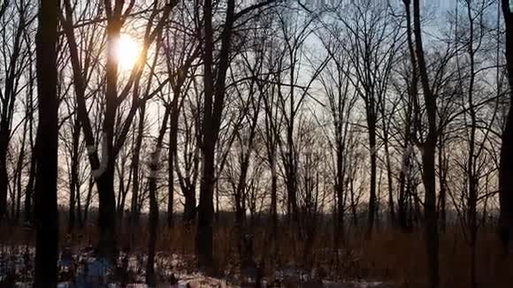 阳光穿过树林的时间流逝视频的预览图