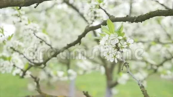 春天的早晨苹果花的花朵视频的预览图