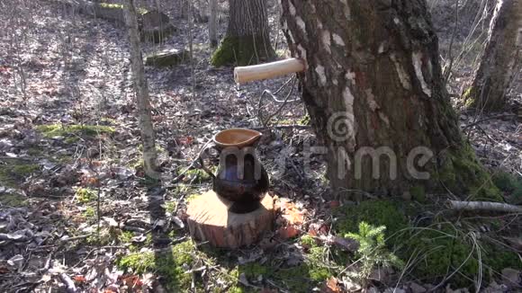桦树树汁透过木钉滴在罐子里视频的预览图