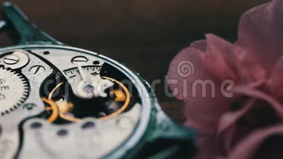 古老的秒表机制旁边的一朵粉红色的紫罗兰花视频的预览图
