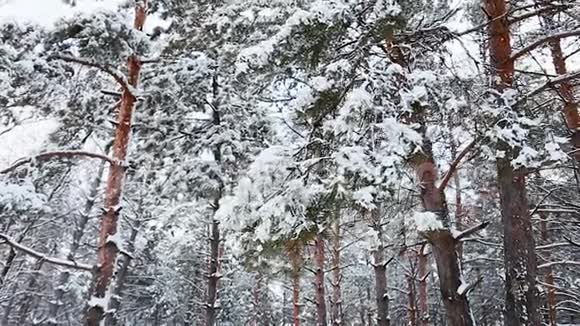 在寒冷的冬季景观中高大的云杉树覆盖着雪视频的预览图