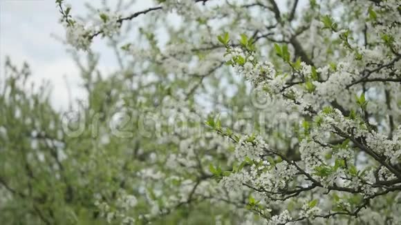 春天的早晨苹果花的花朵视频的预览图