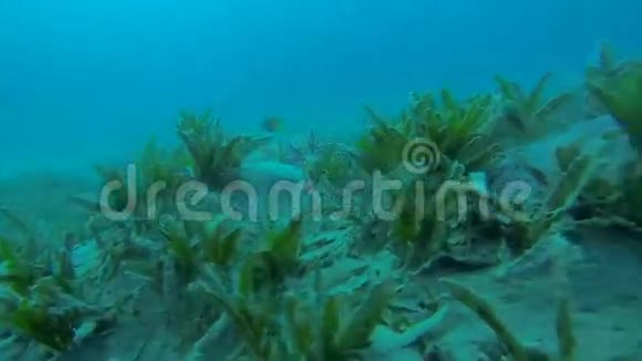 龟吃海藻视频的预览图