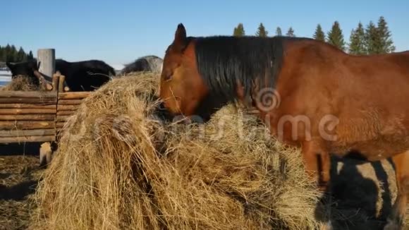 吃草的马精心打扮的漂亮强壮的马嚼干草视频的预览图