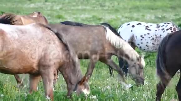 日落时分牧场里的马和小马驹视频的预览图