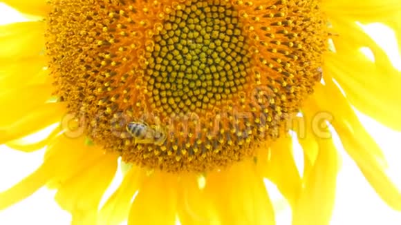 蜜蜂在田里工作和收集向日葵的花粉向日葵的田野风中摇曳的葵花视频的预览图