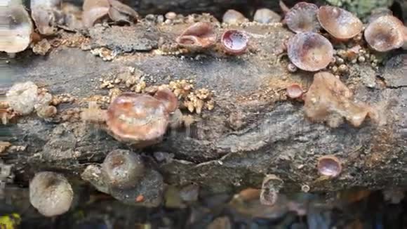 真菌生长在树上视频的预览图