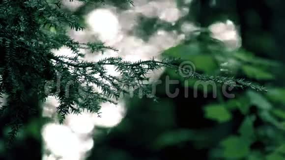 阳光透过森林反射湖视频的预览图