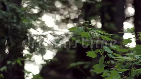 阳光透过森林反射湖视频的预览图