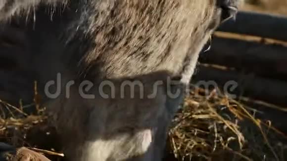 吃草的马精心打扮的漂亮强壮的马嚼干草特写视频的预览图