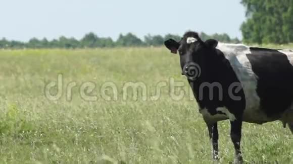 在炎热的夏日草地上放牧的牛视频的预览图