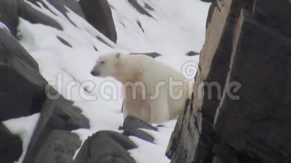白色北极熊在雪上行走在荒凉的斯皮茨伯根冰中视频的预览图
