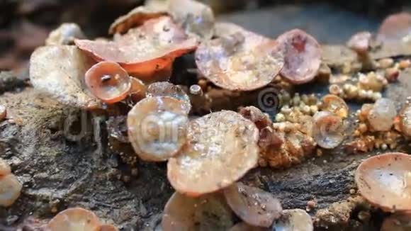 真菌生长在树上视频的预览图