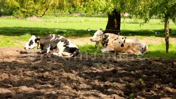 许多奶牛躺在草地上休息视频的预览图