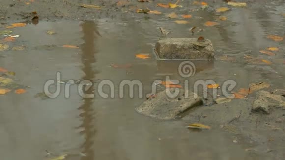 池中漂浮的黄叶是石砖视频的预览图