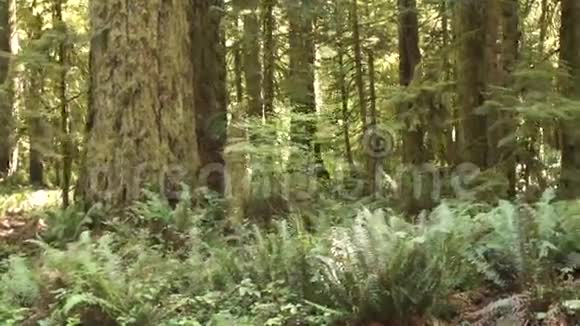 何雨林云杉铁杉杉树蕨类植物地被视频的预览图