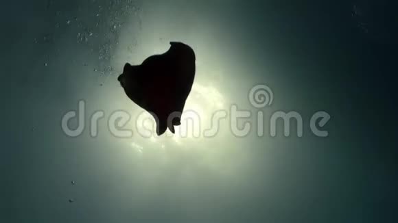 赤海海底的鱼视频的预览图