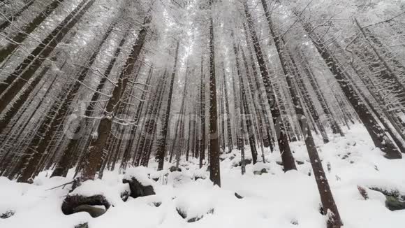 冬天公园里积雪覆盖着树木视频的预览图