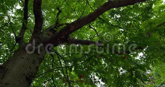 郁郁葱葱的绿树低视角视频的预览图