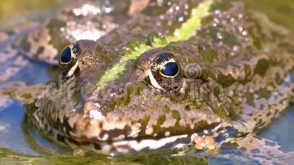 河里的绿蛙特写镜头水生植物蟾蜍肖像面视频的预览图