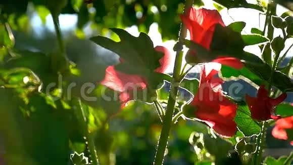 绿色背景下的红花自然黎明晨曦慢动作视频视频的预览图