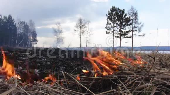 森林附近的烧焦的草烟幕视频的预览图