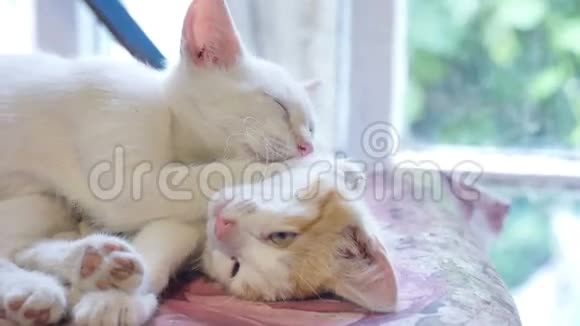 宠物小猫搞笑两个可爱睡在桌子上慢动作视频视频的预览图